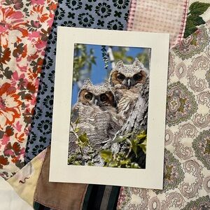 Owl photo notecard